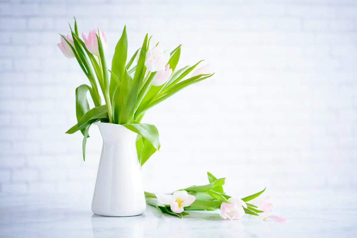 Pink tulips in a white vase
